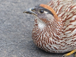 Erckel's Francolin